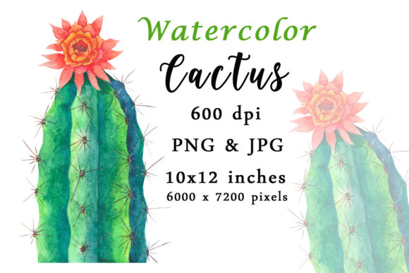 Cactus Watercolor Sublimation PNG Review for Real Projects