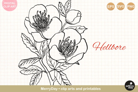 Hellbore Flower Line Art Drawing Review for Real Projects
