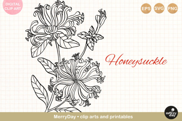 Honeysuckle Flower Line Art Drawing: A Designer’s Real-World Review