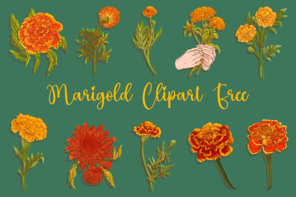 Marigold Clipart Free: A Designer’s Honest Take