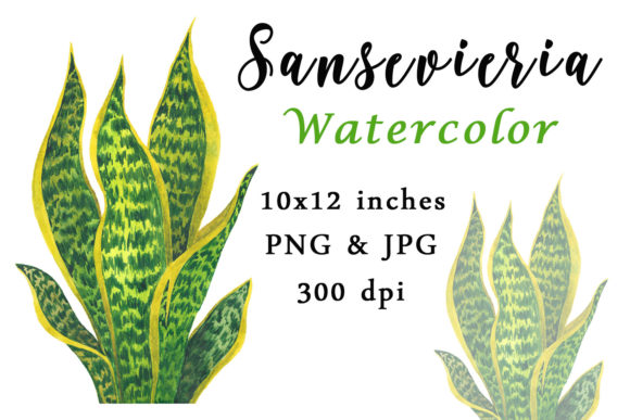 Sansevieria Watercolor Sublimation PNG Review for Embroidery Projects